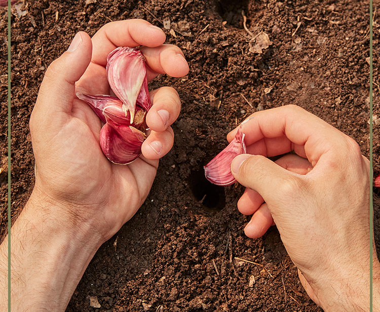 It’s almost garlic planting time 🧄 Burpee
